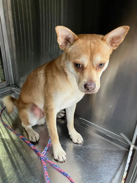 An adult small-sized male Chihuahua dog named Jumbo for adoption in Dallas, TX