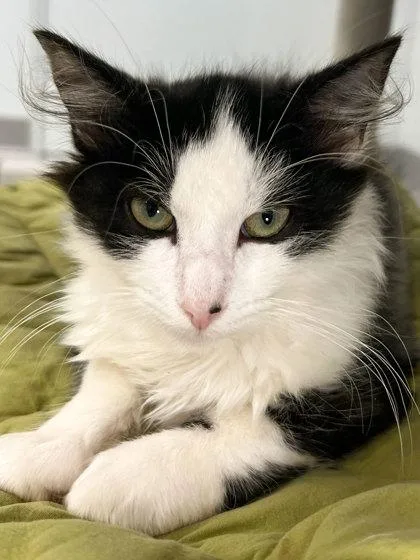 A baby medium-sized female Domestic Medium Hair cat named Maple for adoption in Elmira, NY
