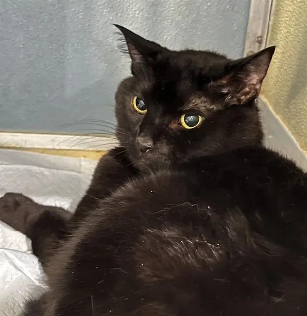 An adult small-sized male Domestic Short Hair cat named Lp for adoption in Westminster, MD