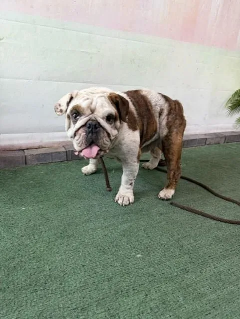 An adult medium-sized female English Bulldog dog named Luna for adoption in Baldwin Park, CA