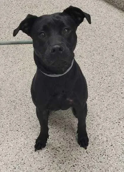 An adult medium-sized female Black Mixed Breed dog named Green Bean for adoption in Kansas City, MO