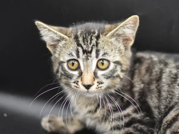 A baby small-sized male Domestic Short Hair cat named Zoodle for adoption in Portland, OR