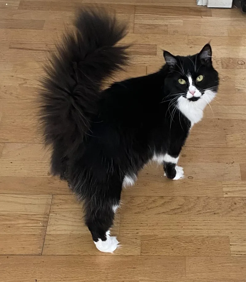 Mamacita thumbnail 2