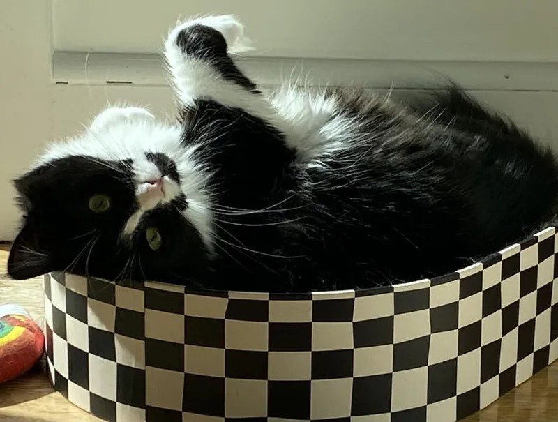 Mamacita thumbnail 3