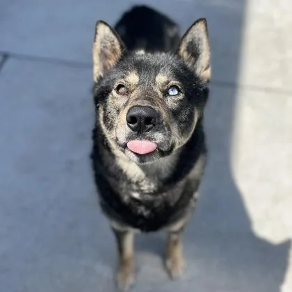 A young large-sized male Mixed Breed dog named Luka for adoption in Janesville, WI