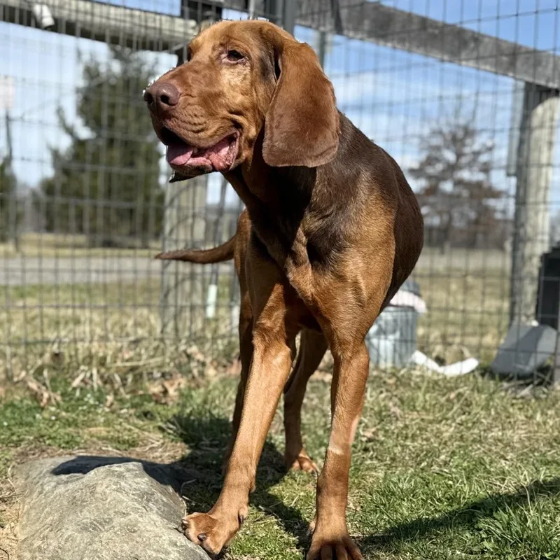 An adult medium-sized female Red / Chestnut / Orange Bloodhound dog named Hope for adoption in Marshall, VA