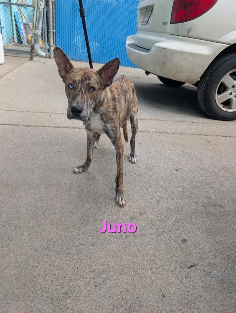 Juno thumbnail 5