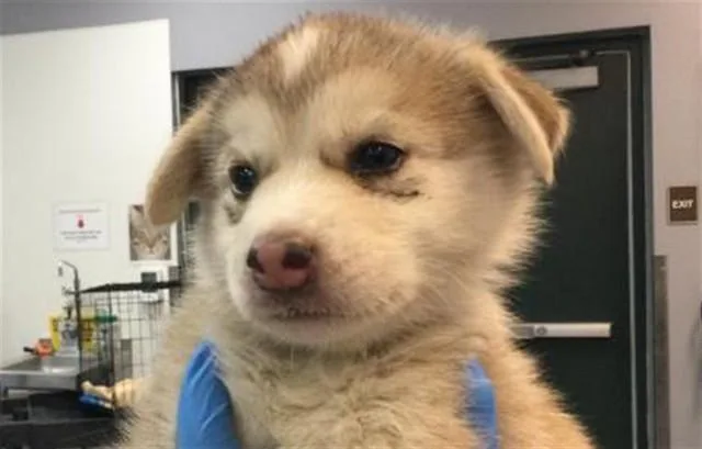A baby small-sized male Siberian Husky dog named Jupiter for adoption in Thousand Palms, CA