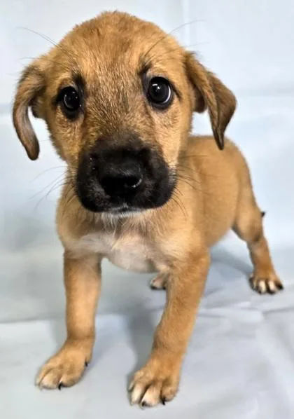 A baby large-sized male Beagle dog named Kayson for adoption in Morton Grove, IL
