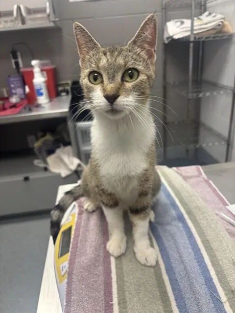 An adult small-sized female Domestic Short Hair cat named Violet for adoption in Indianapolis, IN