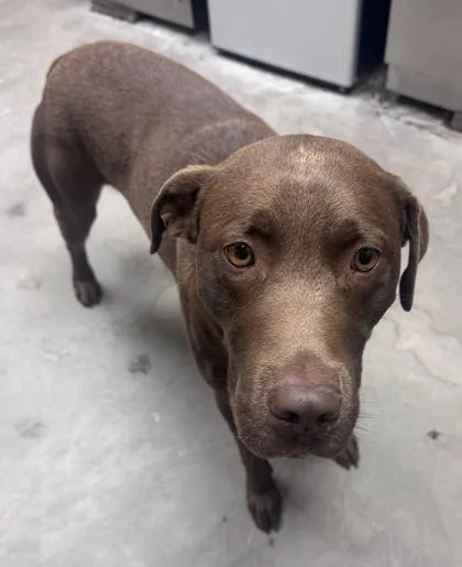 An adult large-sized male Labrador Retriever dog named Edward for adoption in Yakima, WA