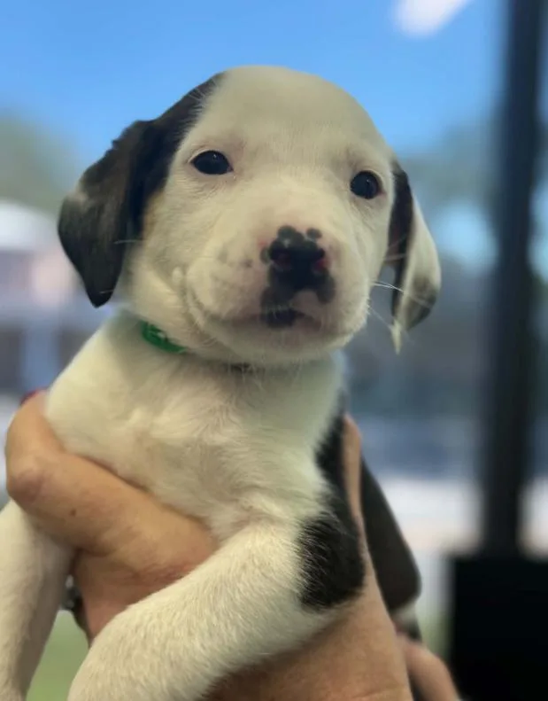 A baby medium-sized male Mixed Breed dog named Oogie Boogie for adoption in Eutawville, SC