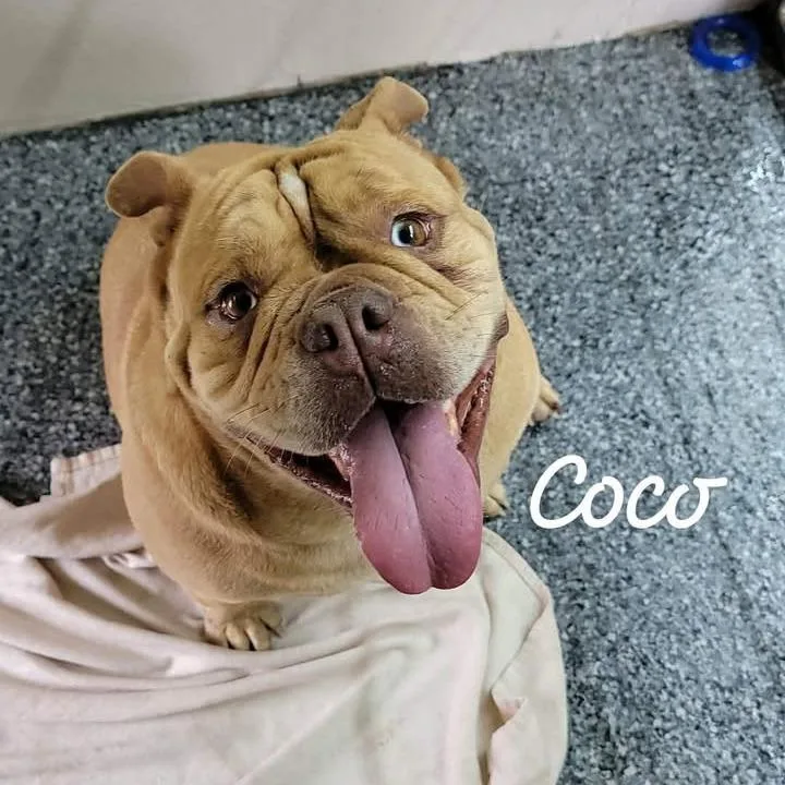 An adult small-sized female Yellow / Tan / Blond / Fawn English Bulldog dog named Coco for adoption in Buchanan Dam, TX