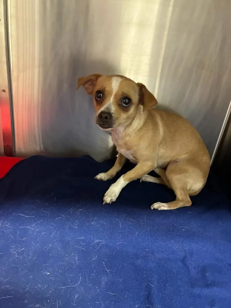 A young small-sized female Chihuahua dog named Murtle for adoption in Seguin, TX