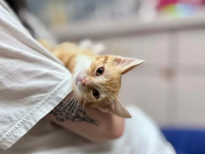 Tofu