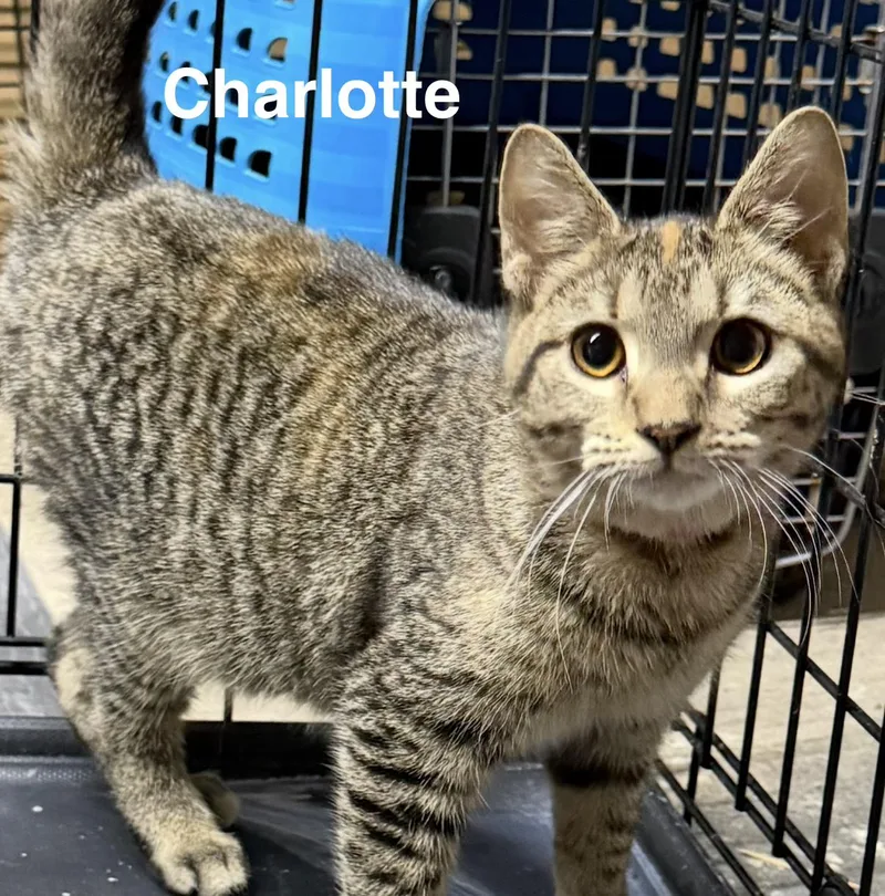 Charlotte