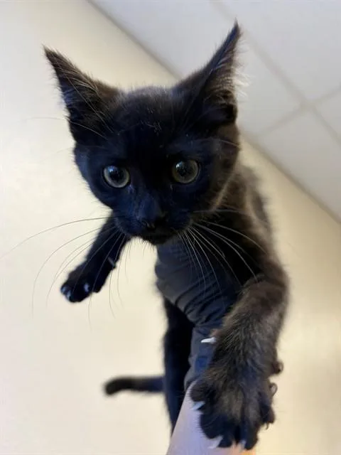 A baby small-sized male Domestic Short Hair cat named Kirkland for adoption in Santa Maria, CA