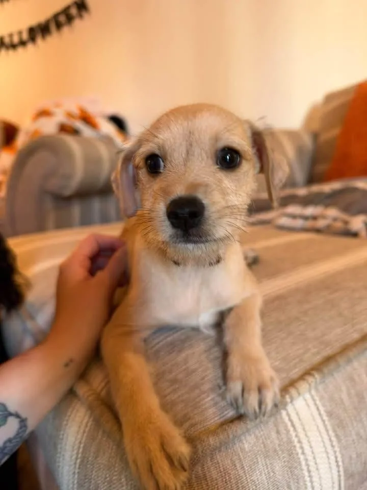 A baby medium-sized female Chihuahua dog named Beam for adoption in Berlin, NJ