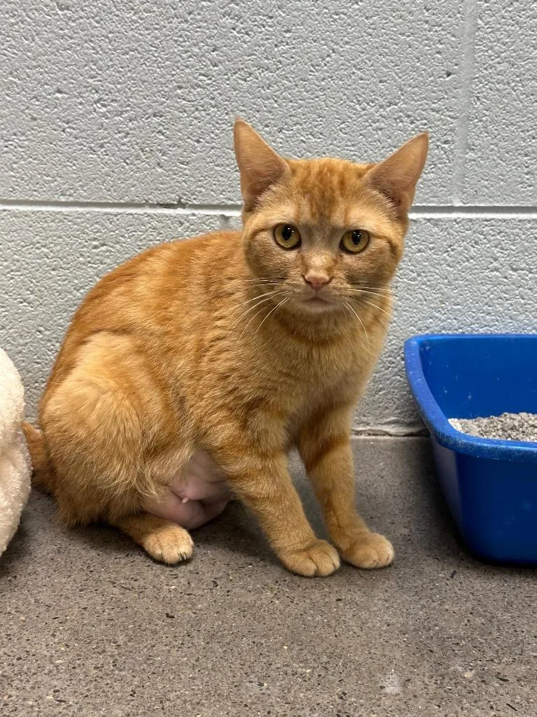 A young small-sized female Domestic Short Hair cat named Slippers for adoption in Johnson City, TN