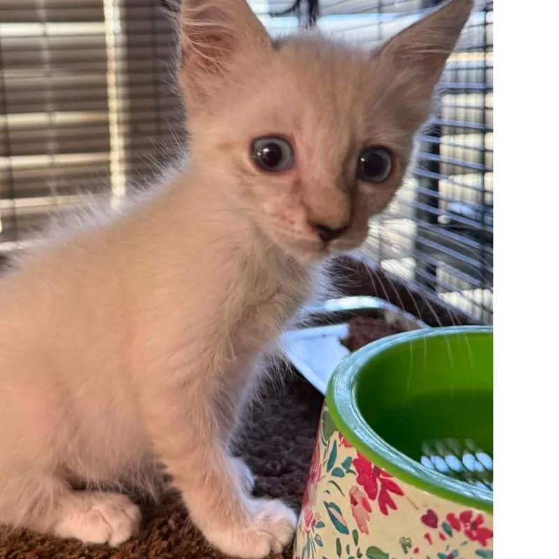 A baby small-sized female Domestic Medium Hair cat named Little Debbie for adoption in Austin, TX