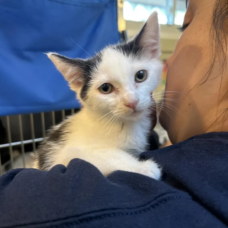 A baby small-sized female White Domestic Short Hair cat named Frankie for adoption in Ojai, CA