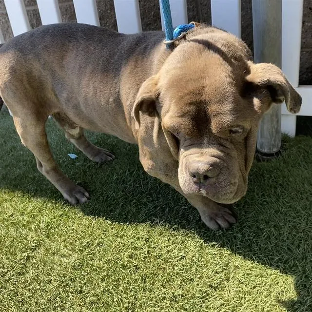 An adult medium-sized male American Bulldog dog named Moto Moto for adoption in Modesto, CA