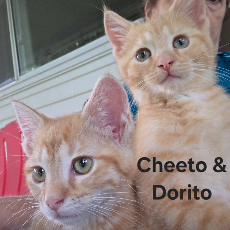 Cheeto & Dorrito thumbnail 2