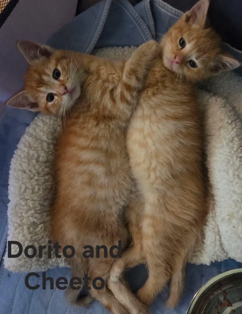 Cheeto & Dorrito thumbnail 3