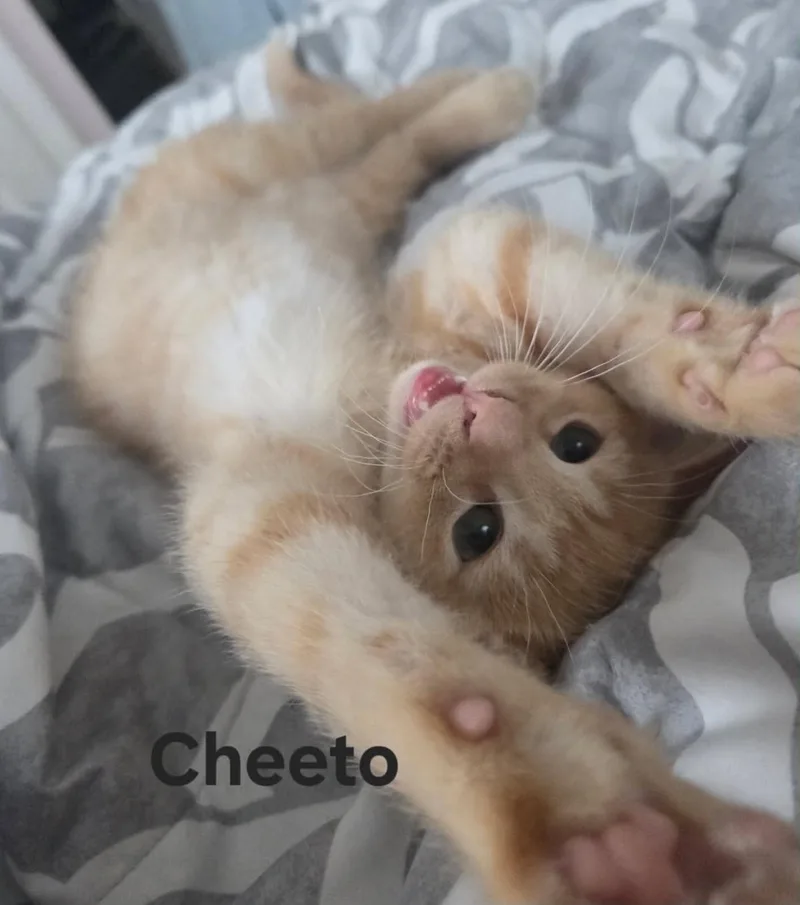 Cheeto & Dorrito thumbnail 4