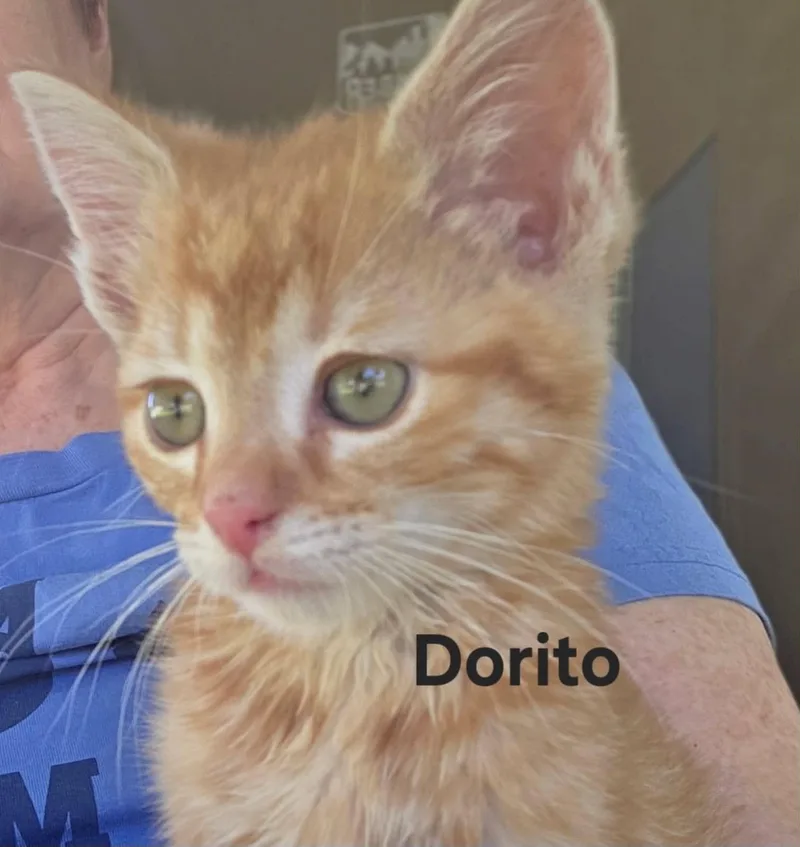 Cheeto & Dorrito thumbnail 5