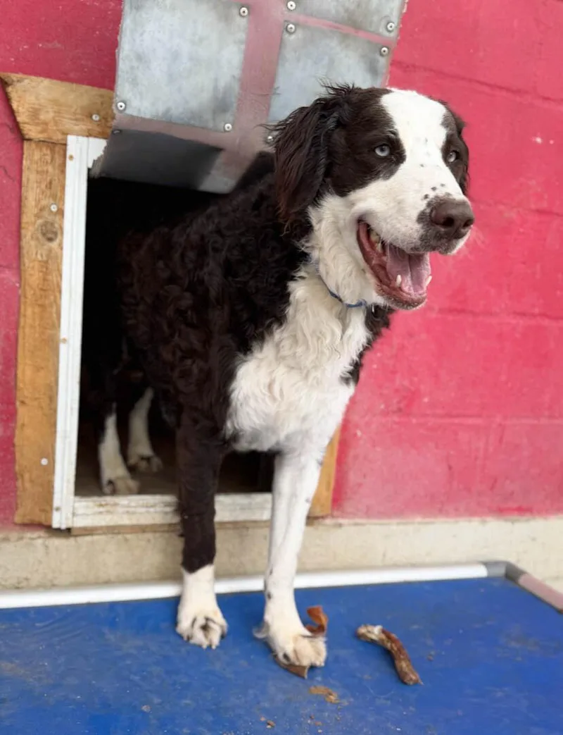 A young large-sized male Australian Cattle Dog / Blue Heeler dog named Duke for adoption in Windsor, CO