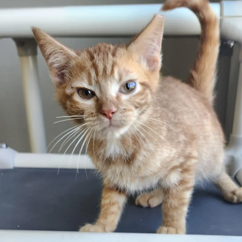 A baby small-sized male Domestic Short Hair cat named Grant for adoption in Ponca City, OK