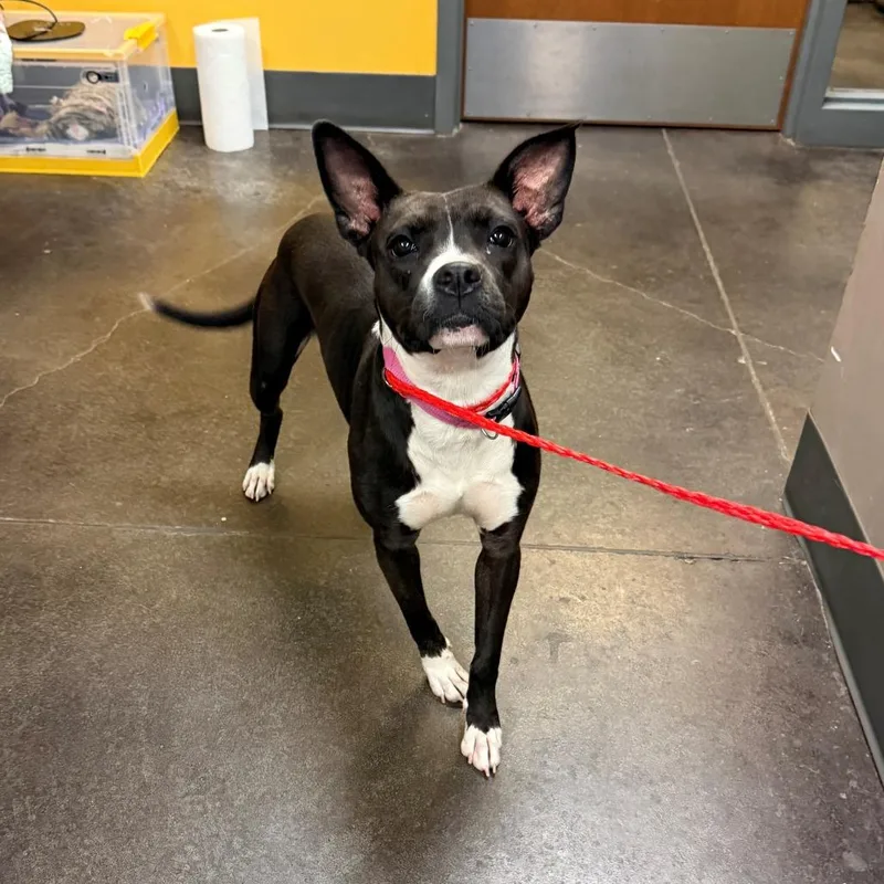 An adult medium-sized female Black Terrier dog named Dominique for adoption in Norman, OK