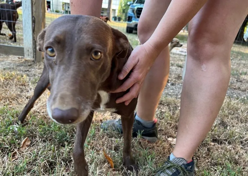 An adult medium-sized female Brown / Chocolate Weimaraner dog named Kenna for adoption in Zimmerman, MN