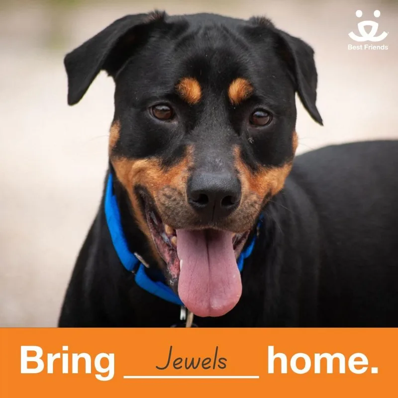Jewels thumbnail 2