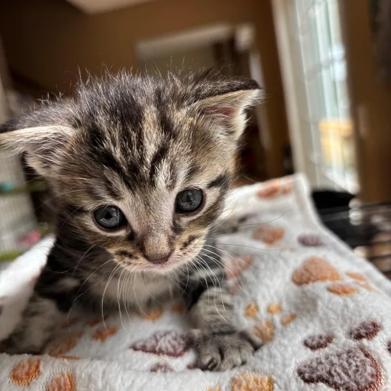 A baby small-sized male Brown / Chocolate Domestic Short Hair cat named Rain for adoption in West Olive, MI