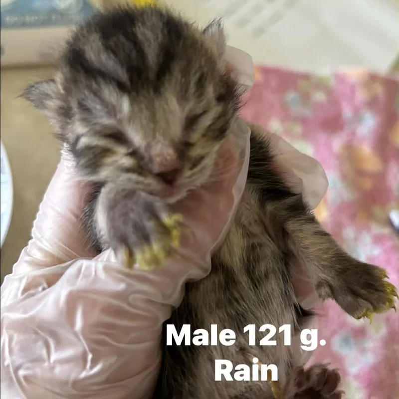 Rain thumbnail 2