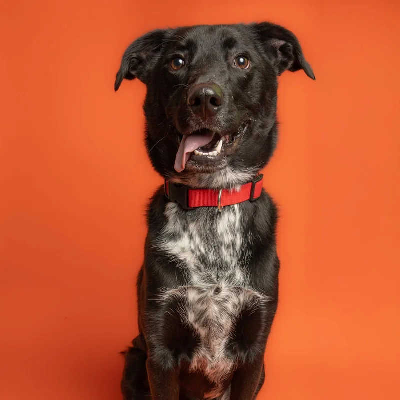 A senior medium-sized male Labrador Retriever dog named Jasper for adoption in Richardson, TX
