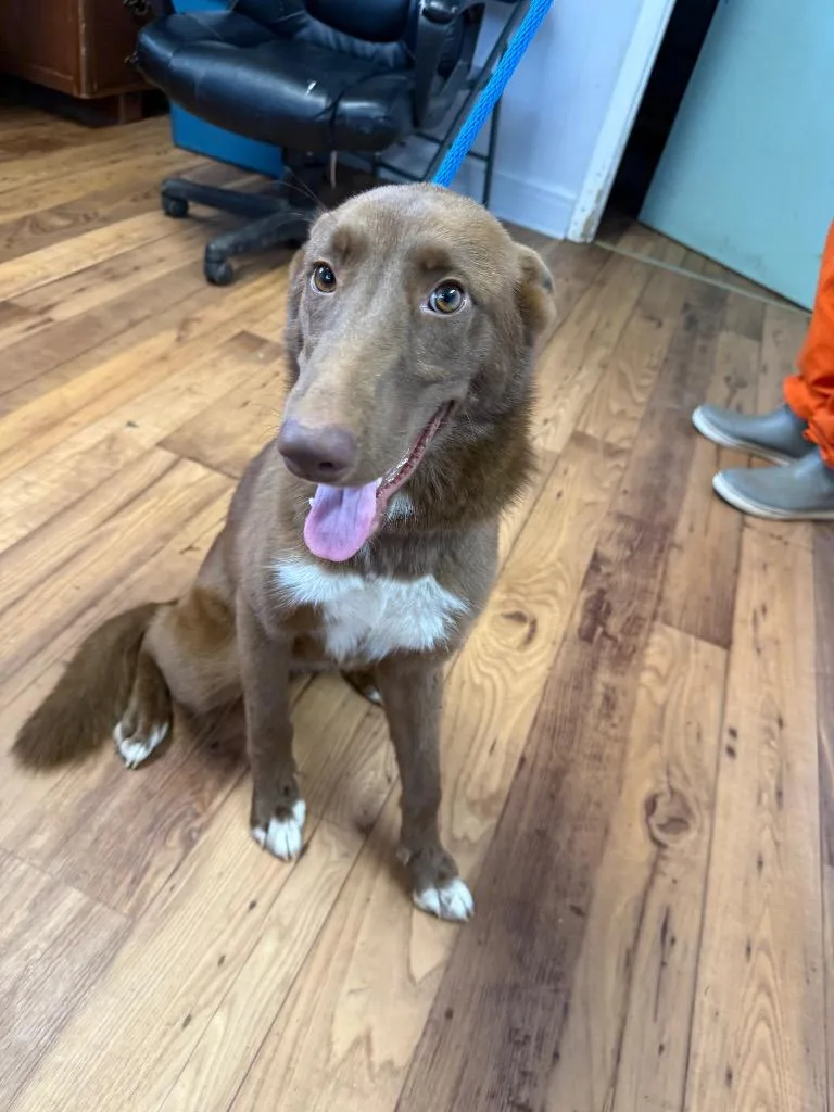 A baby large-sized female Collie dog named Faye for adoption in Fayetteville, TN