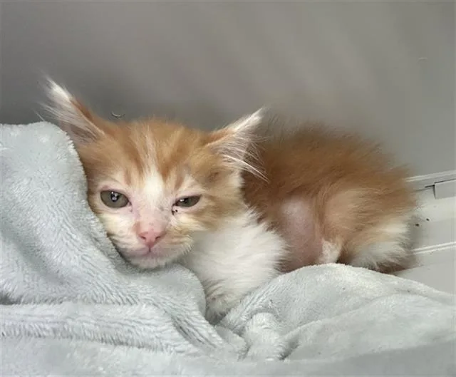 A baby medium-sized male Domestic Short Hair cat named Lokky for adoption in Dallas, TX