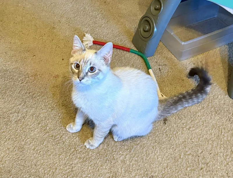 Chai & Latte thumbnail 2