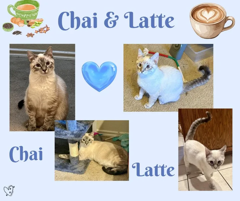 Chai & Latte