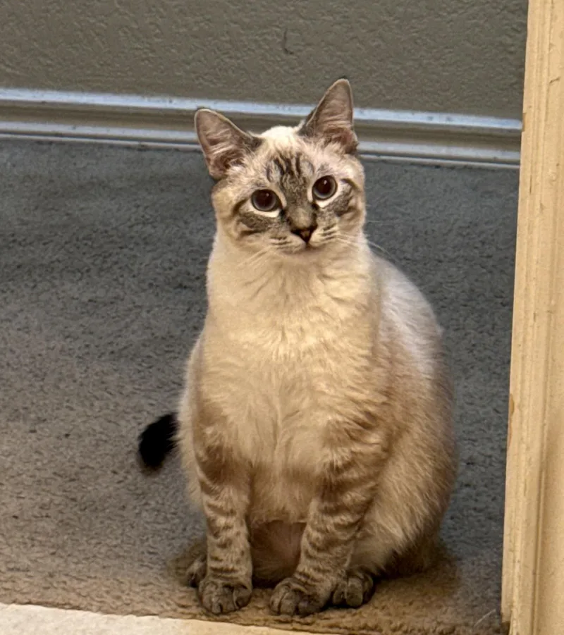 Chai & Latte thumbnail 3