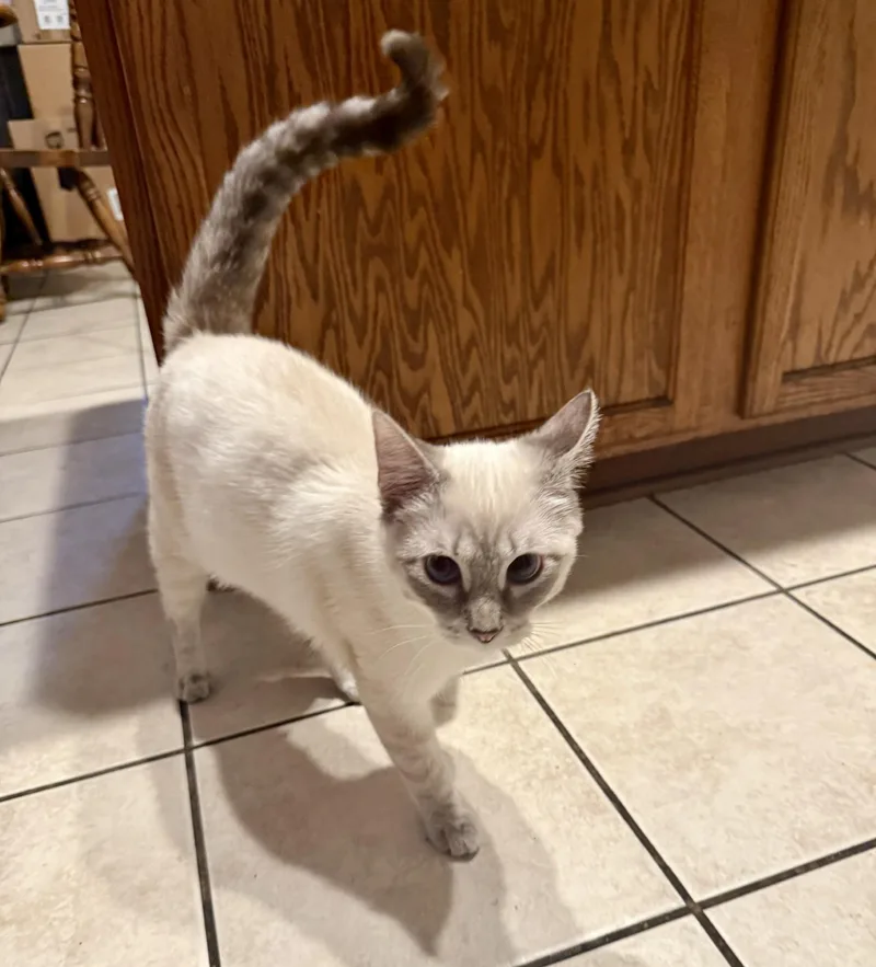 Chai & Latte thumbnail 4