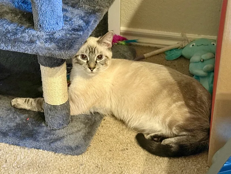 Chai & Latte thumbnail 5