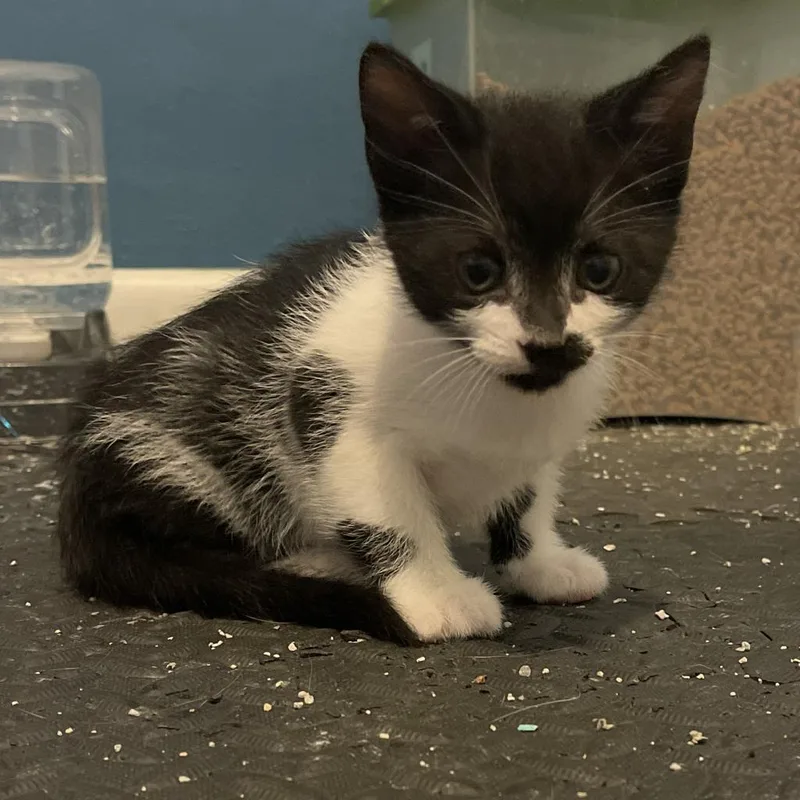 Blackbeard thumbnail 2