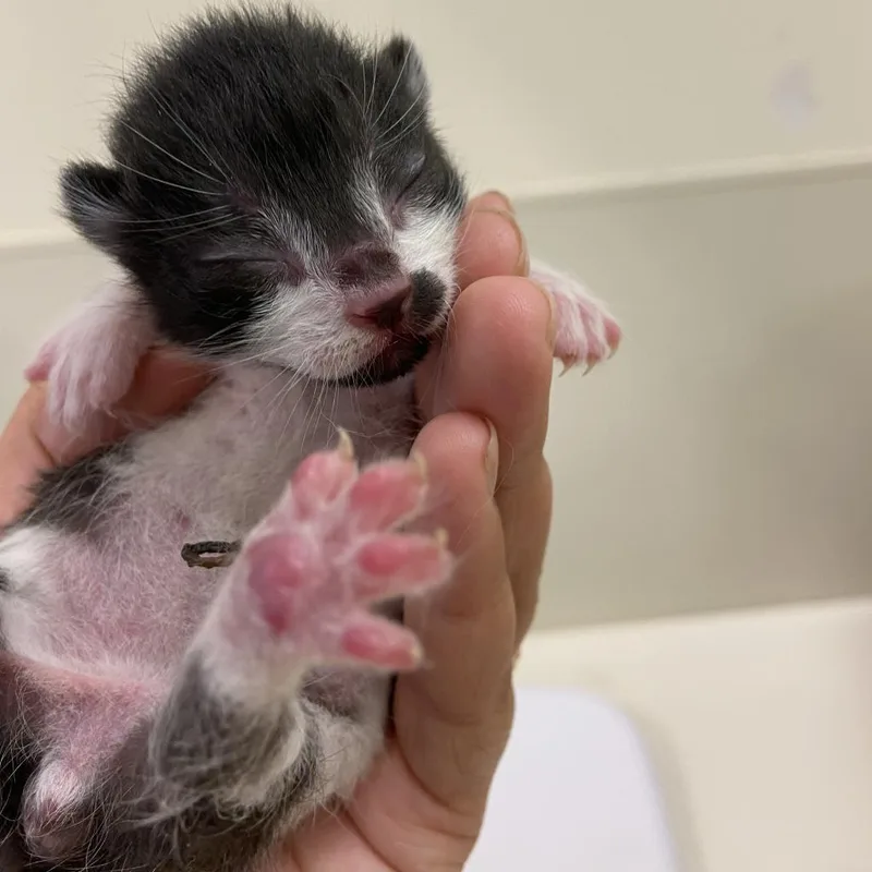 Blackbeard thumbnail 3