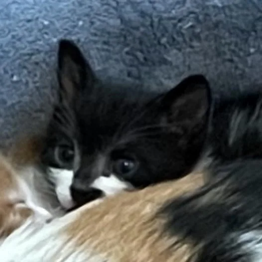 Blackbeard thumbnail 4