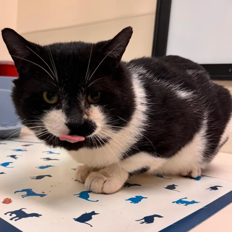 Blackbeard thumbnail 5