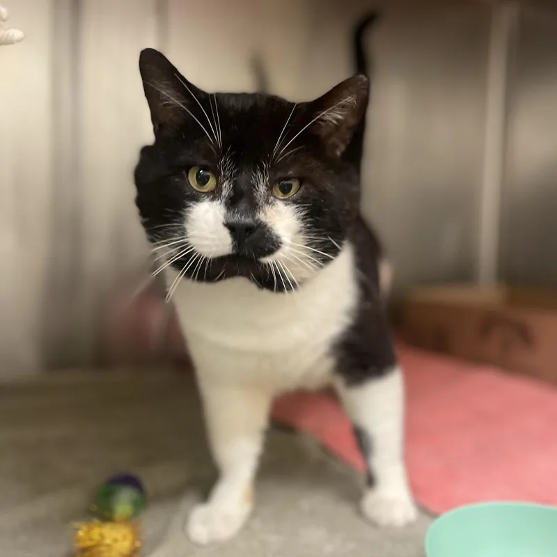 Blackbeard thumbnail 6